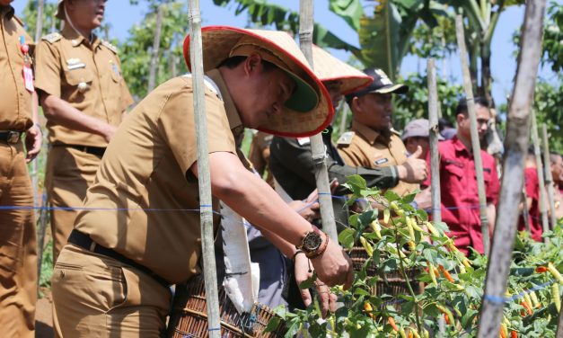 Sambangi Masyarakatnya, Pj. Bupati Lambar Panen Cabai Hingga Serahkan Bibit Cabai dan Pupuk.