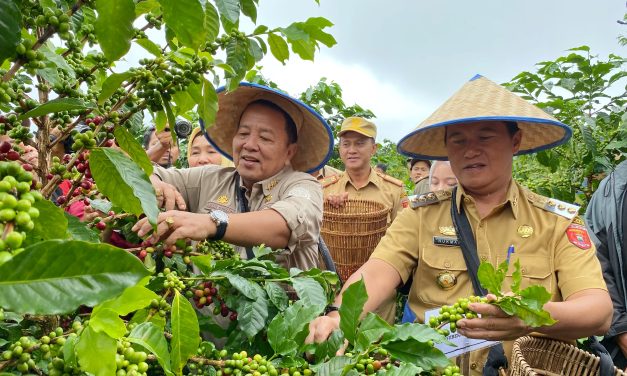 Pj. Bupati Nukman Dampingi Gubernur Lampung Kenali Kopi Arabika Sambangi Petani Kopi Lambar.