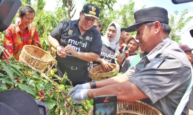 Dampingi Arinal Panen Kopi, Nukman Minta Petani Tetap Jaga Kualitas Kopi Lampung Barat