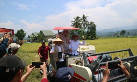 Pemkab Lambar bersama kementerian pertanian lakukan panen raya padi di Kecamatan Bandar Negeri Suoh